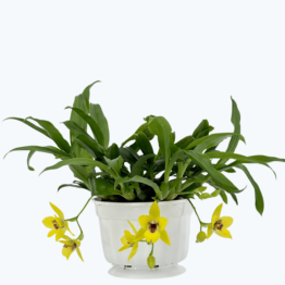 Propetalum Akka mit 3+ Rispen und gelben Blüten im Ampeltopf