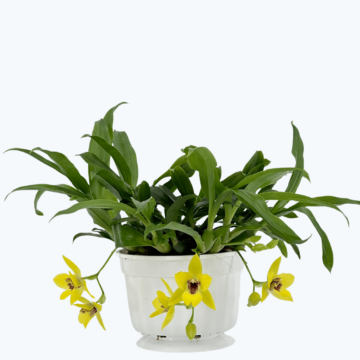 Propetalum Akka mit 3+ Rispen und gelben Blüten im Ampeltopf