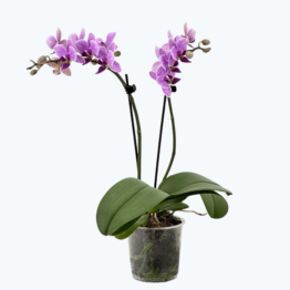 Table Dance Azur mit blau-lila Blüten und 2 Rispen