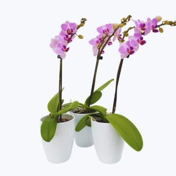 Table Dance Azur mit lila-gestreiften Blüten im 3er Set mit 1 Rispe inkl. Keramik