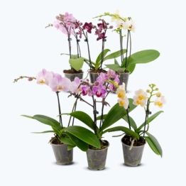 Table Dance Farbmix im 6er Set mit 2 Rispen