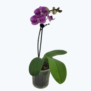 Table Dance Testsorte mit blauen Blüten und 1 Rispe