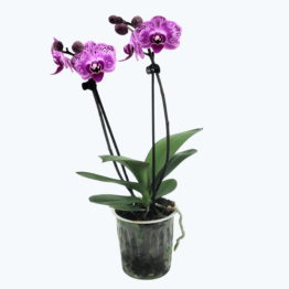 Table Dance Testsorte mit lila gesprenkelten Blüten und 2 Rispen