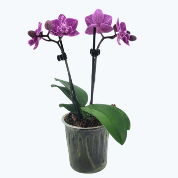 Table Dance Testsorte mit lila gestreiften Blüten und 2 Rispen