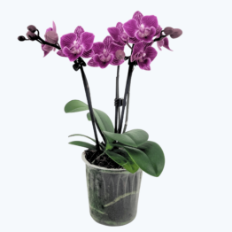 Table Dance Testsorte mit lila gestreiften Blüten und 3 Rispen