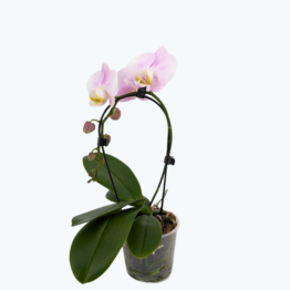 Table Dance Wasserfall in verschiedenen Farben mit 1 Rispe