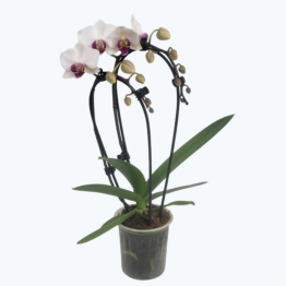 Table Dance Wasserfall Weiß mit roter Lippe und 2 Rispen