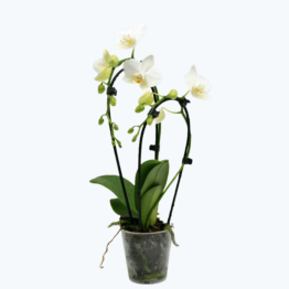 Table Dance Wasserfall Weiß mit weißen Blüten und 2 Rispen