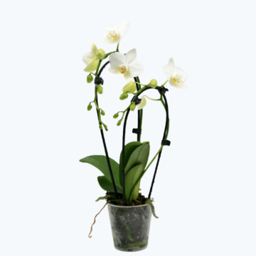 Table Dance Wasserfall Weiß mit weißen Blüten und 2 Rispen