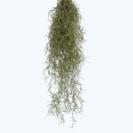 Tillandsia usneoides am Draht