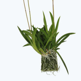 Tolumnia Hybride auf Kork