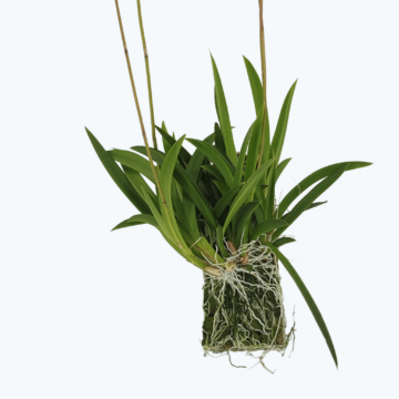 Tolumnia Hybride auf Kork