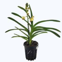 Vanda Orchidee in verschiedenen Farben