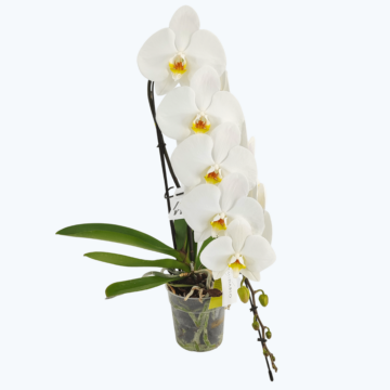 Wasserfall Orchidee mit 12+ weißen Blüten