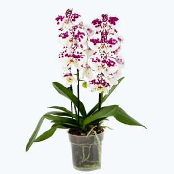 Wasserfall Two of Us Marrakesh mit gefleckten Blüten und 2 Rispen