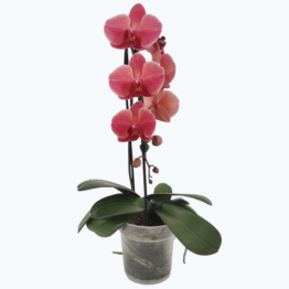 Wasserfall Two of Us Narbonne mit terracottafarbenen Blüten und 1 Rispe