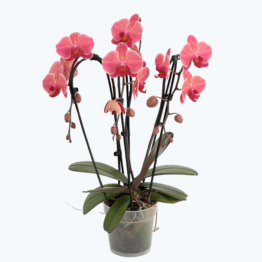 Wasserfall Two of Us Narbonne mit terracottafarbenen Blüten und 3 Rispen