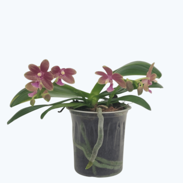 Bonsaiorchidee botanic mit gelb-roten Blüten und 2 Rispen