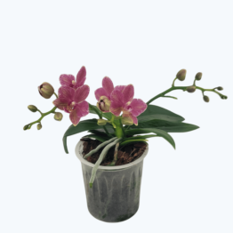 Bonsaiorchidee botanic mit Rosa-roten Blüten und 3 Rispen