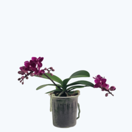 Bonsaiorchidee Kimya 6 mit violetten Blüten und 2 Rispen