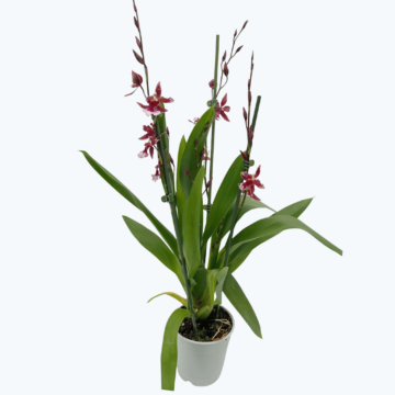 Cambria Barrocco Red mit 4+ Rispen im 12cm Topf