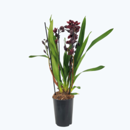 Cymbidium Hybride Cali Night mit 3 Rispen Super Rarität