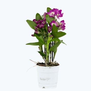 Dendrobium nobile Akatsuki mit dunkel-lila Blüten