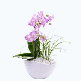 DIY-Set Orchideen-Schale zum Selbstbepflanzen