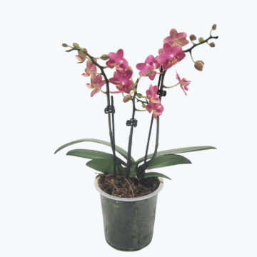Duftorchidee Secret Fragrance mit rot-pinken Blüten und 3 Rispen im 12cm Topf