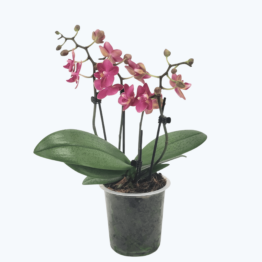 Duftorchidee Secret Fragrance mit rot-pinken Blüten und 4 Rispen im 12cm Topf