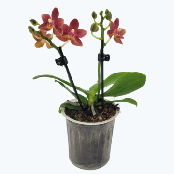 Duftorchidee Table Dance Citrin 8 mit orangen Blüten und 2 Rispen