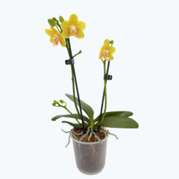 Duftorchidee Table Dance Citrin-Gelb mit gelb-gepunkteten Blüten und 2 Rispen