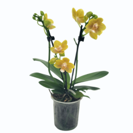 Duftorchidee Table Dance Citrin-Gelb mit gelb-gepunkteten Blüten und 3 Rispen