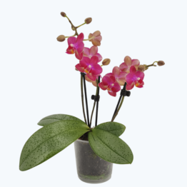 Duftorchidee Table Dance Secret Fragrance mit rot-pinken Blüten und 2 Rispen