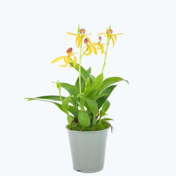 Encyclia Jasper mit orange-gelben Blüten und 1+Rispen
