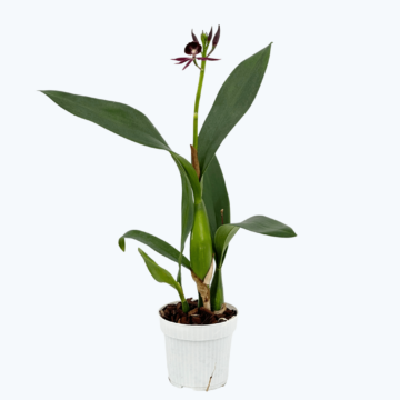 Epicattleya Black Comet mit dunkler Blüte und 1 Rispe