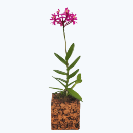 Epidendrum Nordic Fire Dauerblüher mit pinken Blüten und 1+ Rispen im Korkquader