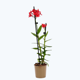 Epidendrum Nordic Fire Dauerblüher mit roten Blüten und 2+ Rispen