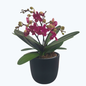 Große Two of Us Chamonix mit weinroten Blüten und 4+ kurzen Rispen im Übertopf