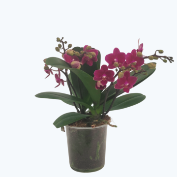 Große Two of Us Chamonix mit weinroten Blüten und 5+ Rispen