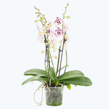 Große Two of Us Expressions mit weiß-gefleckten Blüten und 5+ Rispen