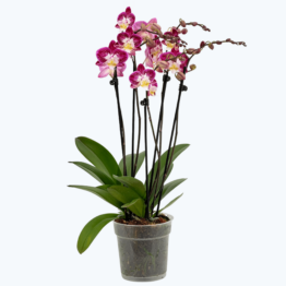 Große Two of Us Nicole Unique mit lila-weißen Blüten und 5 Rispen