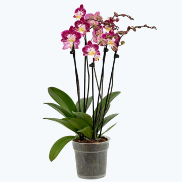 Große Two of Us Nicole Unique mit lila-weißen Blüten und 5 Rispen