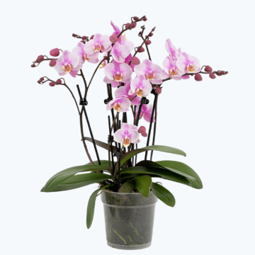 Große Two of Us Roskilde mit zartrosa Blüten und 7+ Rispen