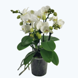 Große Two of Us Weiß mit weißen Blüten und 4 kurzen Rispen