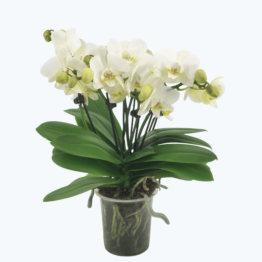 Große Two of Us Weiß mit weißen Blüten und 7 kurzen Rispen