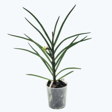 Luisandra hybride Rarität im 9cm Topf