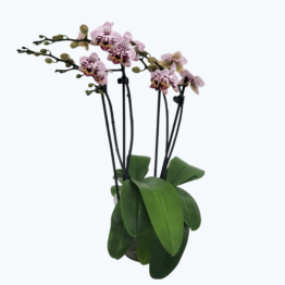 Phalaenopsis Hybride Patchwork Kingdom mit weiß-violett-gefleckten Blüten und 3 Rispen