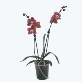 Phalaenopsis Madita mit Bronzetönen Blüten und 2 Rispen
