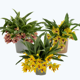 Promenaea Sunlight im 3er Set